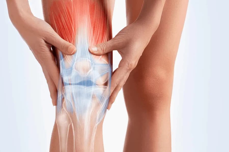 Anatomia muscolo-scheletrica del ginocchio